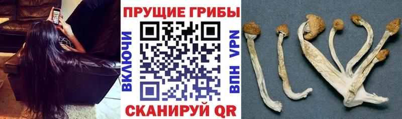 Псилоцибиновые грибы Cubensis  Камбарка 